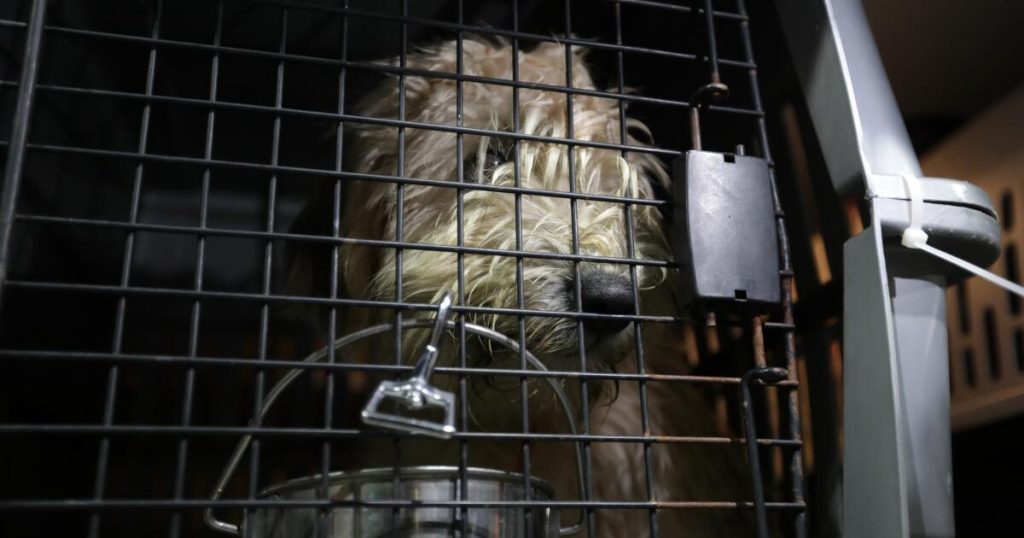 Pet mills are terrible, and so are manufacturing unit farms. Cease consuming meat