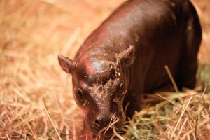 ‘Moo Deng? Who deng?’ – Edinburgh Zoo broadcasts delivery of Haggis the pygmy hippo