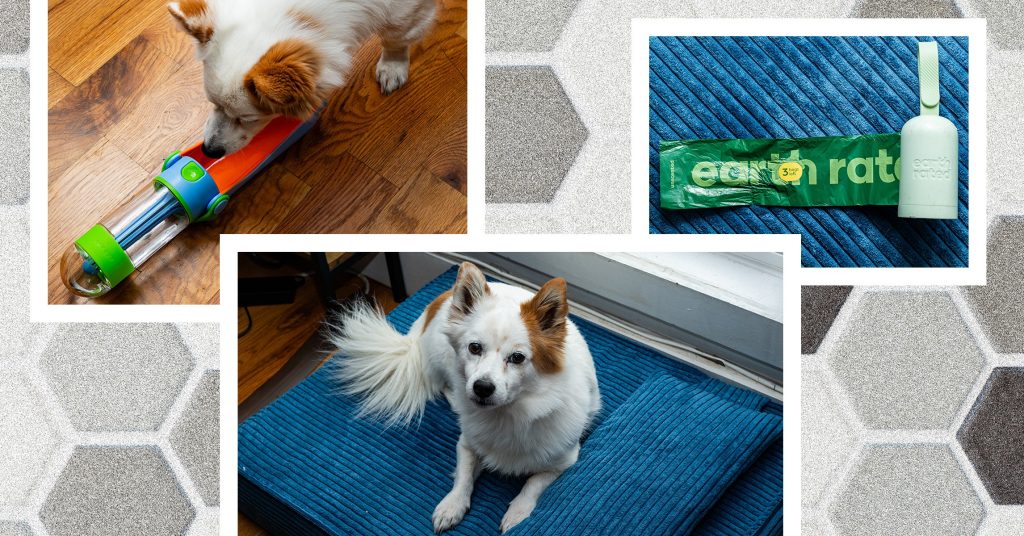 Finest Canine Equipment (2024), Examined and Reviewed Finest Canine Equipment (2024), Examined and Reviewed