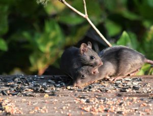 Indicators of Mice in Home: Figuring out Infestations Early