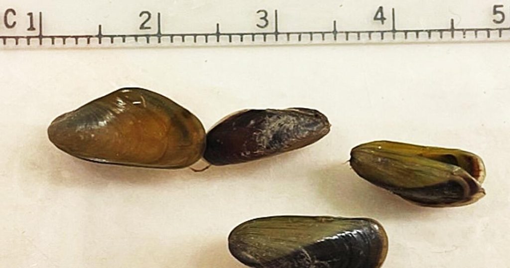The mussel invasion of California waterways that did not must occur