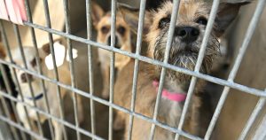 Editorial: L.A. ought to cease killing so many animals in shelters
