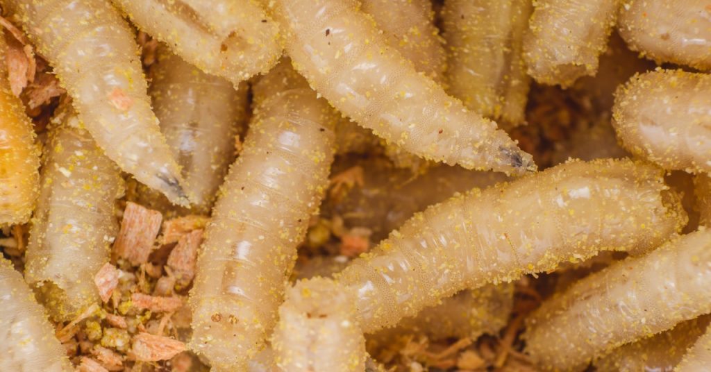 A Parasite That Eats Cattle Alive Is Creeping North Towards the US