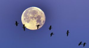 What’s the January 2025 full moon and when can I see it?