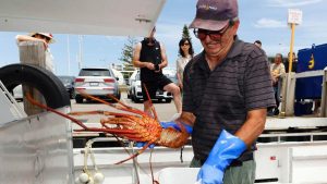 China lifts rock lobster ban, bringing finish to Australian commerce barrier