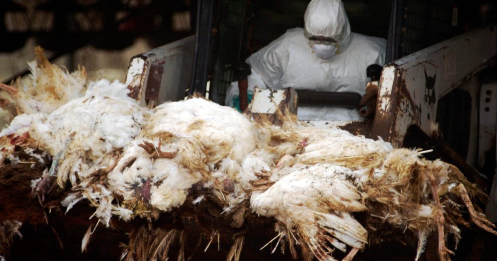 Right here We Go Once more: CDC Confirms First Extreme Fowl Flu Case with Mutations — Specialists Sound Alarms About Potential New Pandemic | The Gateway Pundit Right here We Go Once more: CDC Confirms First Extreme Fowl Flu Case with Mutations — Specialists Sound Alarms About Potential New Pandemic | The Gateway Pundit