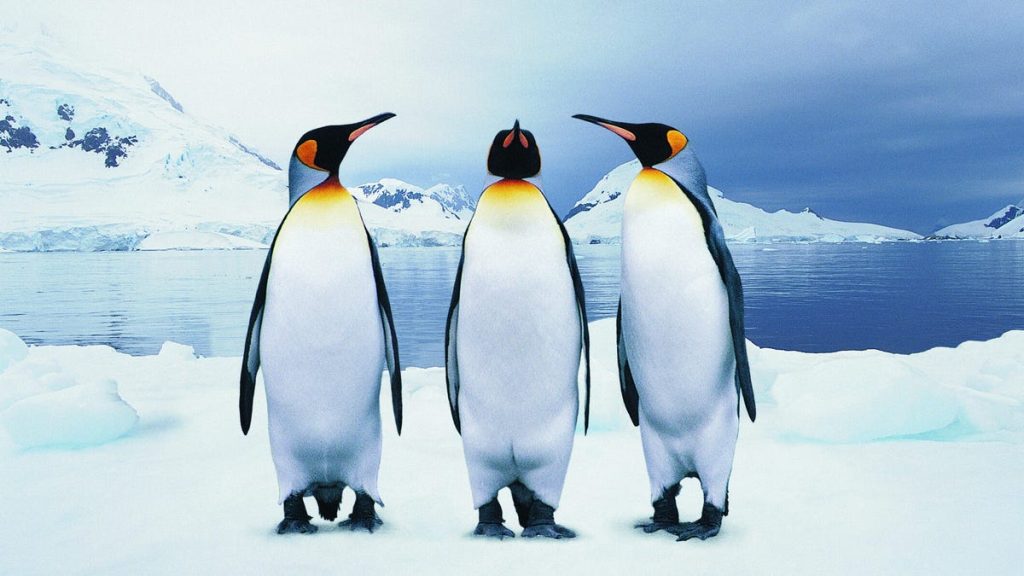 The three most Home windows-like Linux distros to strive as a result of change is tough