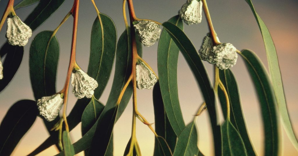 How Invasive Vegetation Are Fueling California’s Wildfire Disaster