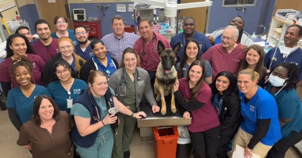 Hero Canine ‘K9 Rocky’ Shot Twice Throughout Manhunt For Cop Killer Launched From Hospital — Will Quickly Return to Lively Service (VIDEO) | The Gateway Pundit Hero Canine ‘K9 Rocky’ Shot Twice Throughout Manhunt For Cop Killer Launched From Hospital — Will Quickly Return to Lively Service (VIDEO) | The Gateway Pundit