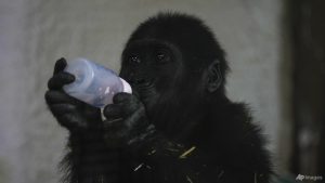 Child gorilla rescued from flight to Thailand recovers at Istanbul zoo