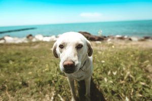 What to Do if Your Canine Will get Sick Whereas Touring: Suggestions for Pet Homeowners
