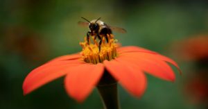 Trump Killed a Main Report on Nature. They’re Attempting to Publish It Anyway.