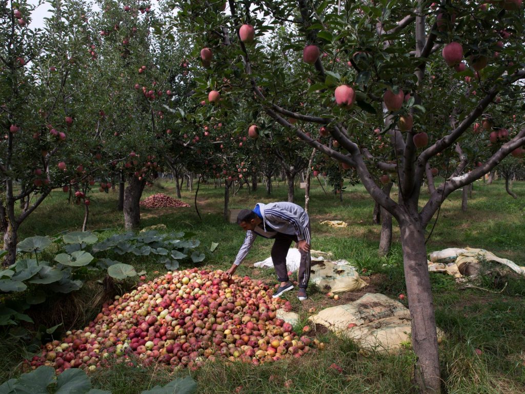 ‘Our lifeline’: Kashmiris worry shedding orchards, land to mega Modi initiatives | Indigenous Rights Information