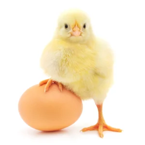 Why Egg Costs Are Secure In Canada