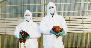 The US Might Begin Vaccinating Chickens In opposition to Fowl Flu