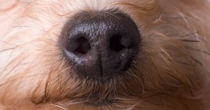 A Nostril-Pc Interface Might Flip Canines Into Tremendous Detectors