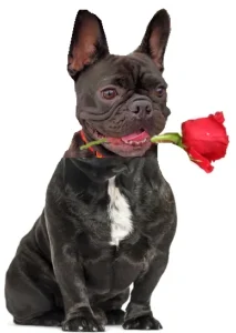 Valentine’s Day in Historical past
