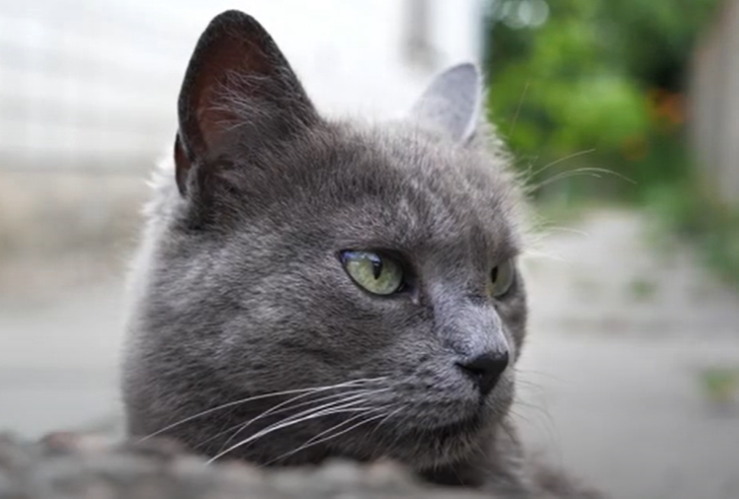 BEYOND PARODY: Scotland Contemplating Banning Possession of Cats as Pets in Order to Save Birds | The Gateway Pundit BEYOND PARODY: Scotland Contemplating Banning Possession of Cats as Pets in Order to Save Birds | The Gateway Pundit