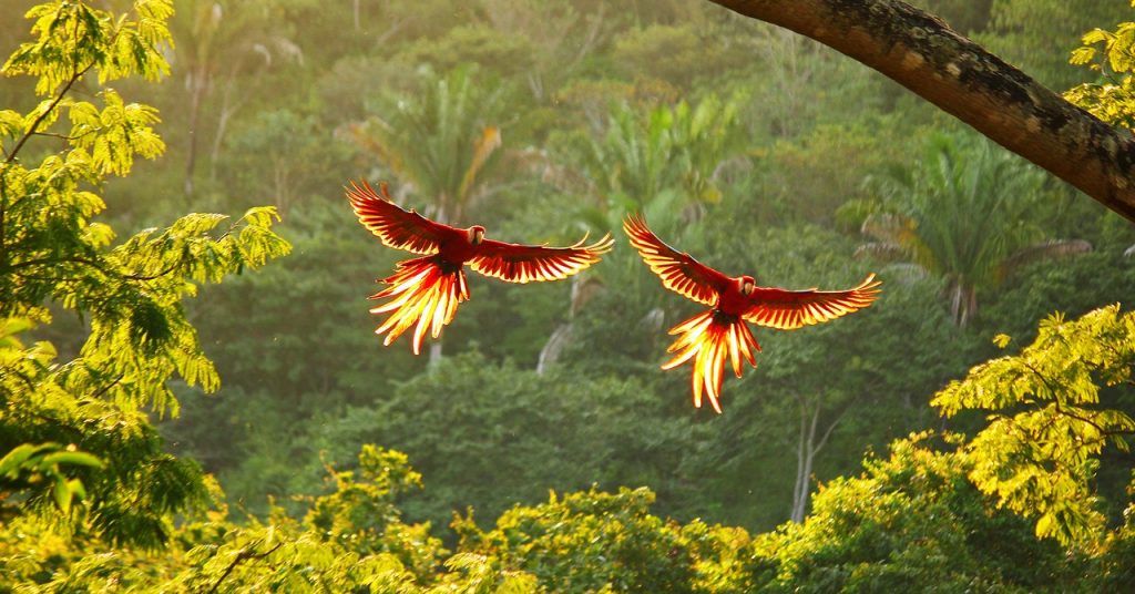 Costa Rica Is Saving Forest Ecosystems by Listening to Them Costa Rica Is Saving Forest Ecosystems by Listening to Them