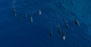 Why These Islanders Hunt Dolphins