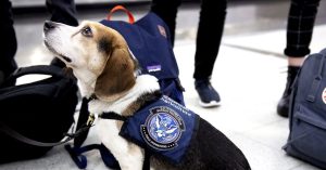 DOGE’s Cuts on the USDA Might Trigger US Grocery Costs to Rise and Invasive Species to Unfold
