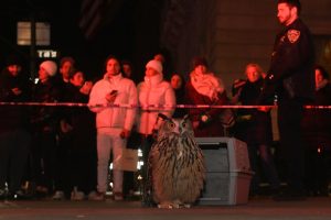 Flaco The Owl Documentary In Manufacturing By HBO Documentary & Sandbox