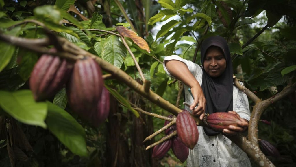 Indonesia’s cocoa farmers work with companies, NGOs to combat bitter affect of local weather change Indonesia’s cocoa farmers work with companies, NGOs to combat bitter affect of local weather change