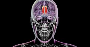 Scientists Suppose They’ve Discovered the Area of the Mind That Regulates Acutely aware Notion