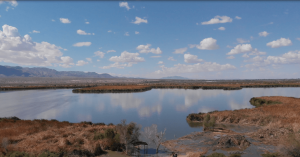 This Synthetic Wetland Is Reusing Wastewater to Revive a Misplaced Ecosystem