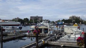 Orca Spirit Adventures | Victoria, BC: Whale Watching Excursions