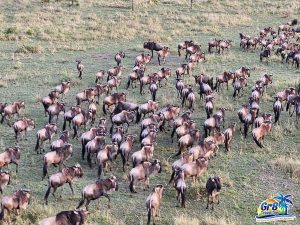 Unbelievable Serengeti Safari Wildebeest Migration: Tanzania