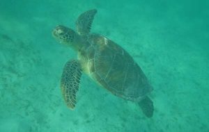 Mayans Explorers: Eco Journey Cool Tour {Evaluate}