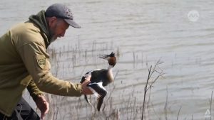 Ukraine’s Black Coastline is affected by battle harm, affecting birds and marine life