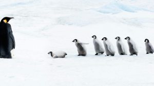 7 Linux distros it is best to keep away from till you’ve got mastered the command line