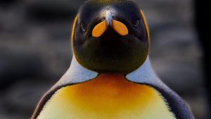Look, no patches! Why Chainguard OS could be probably the most safe Linux ever