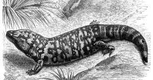 Save the Earth’s ‘creepy-crawlies.’ Some could save us