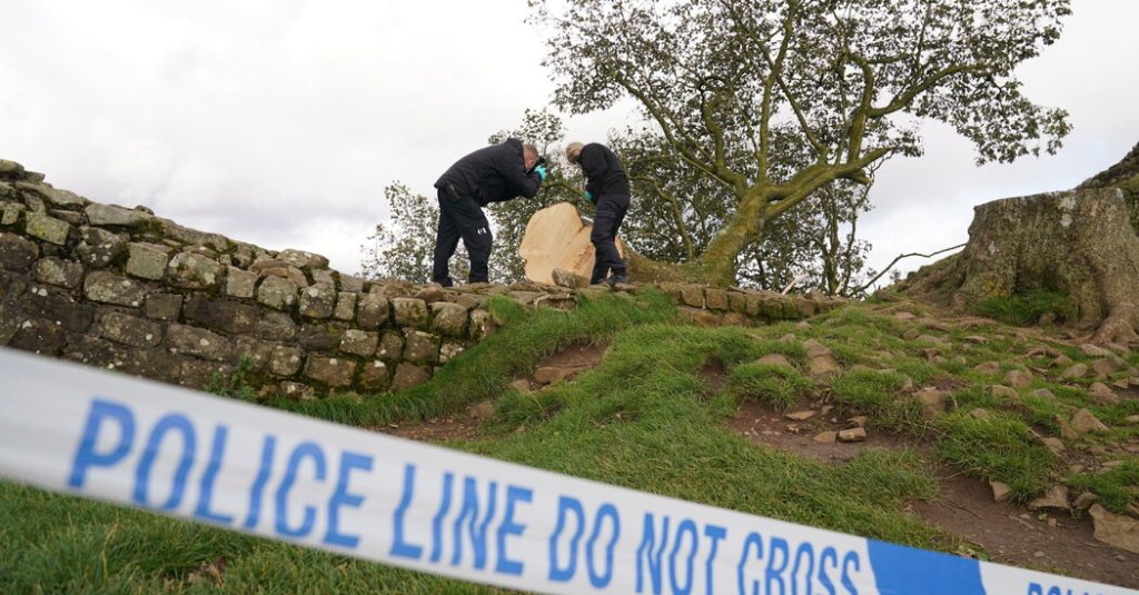 2 Males Discovered Responsible of Felling Britain’s Sycamore Hole Tree 2 Males Discovered Responsible of Felling Britain’s Sycamore Hole Tree