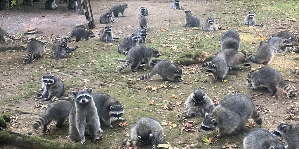 Viral Clip Reveals Raccoon With Meth Pipe In Wild Police Encounter Viral Clip Reveals Raccoon With Meth Pipe In Wild Police Encounter