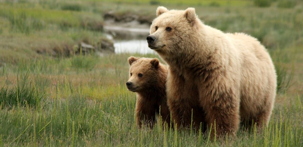 Alaska Defies Courtroom Order, Strikes Ahead with Controversial Bear-Killing Program Regardless of Ruling It Is Unlawful | The Gateway Pundit Alaska Defies Courtroom Order, Strikes Ahead with Controversial Bear-Killing Program Regardless of Ruling It Is Unlawful | The Gateway Pundit