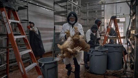 Chicken flu outbreaks in mammals double, elevating human danger: Report