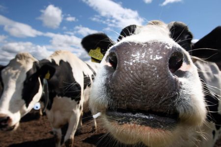 Mad cow illness defined: What’s BSE and may people get it?