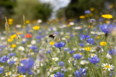 Pollen season: what you might want to know
