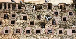 Why Pigeons at Relaxation Are on the Heart of Complexity Concept