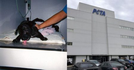 PETA’s 2024 Pet Slaughter (2,174) Beats NIH’s Beagle Lab (2,133 in 40 Years), However Now They’re Posing as Heroes and Providing to Rehome Lab Survivors | The Gateway Pundit