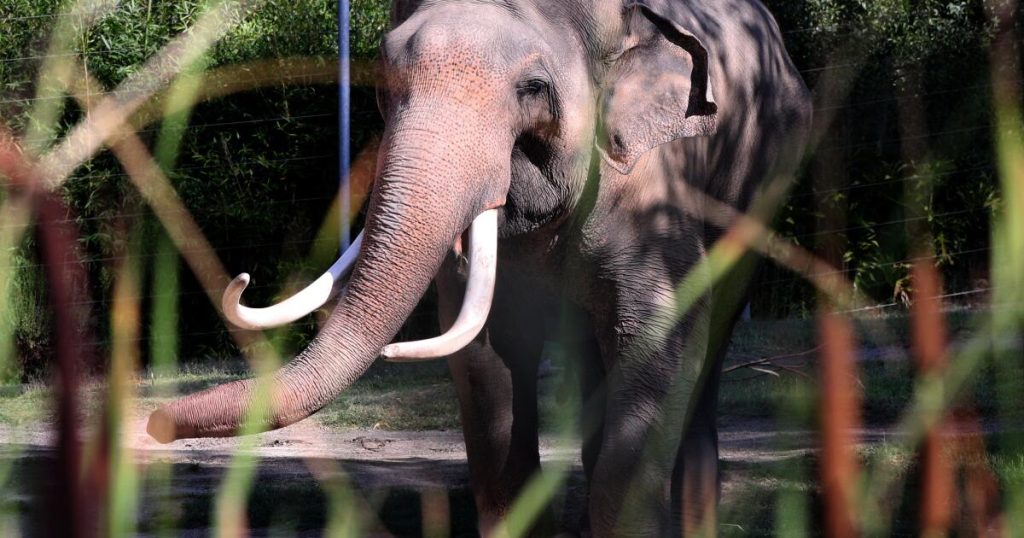 After L.A. elephants are whisked away, ‘animals want extra dependable buddies’