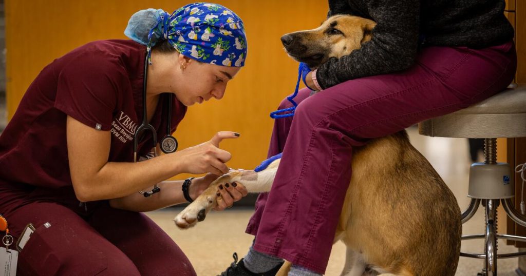 Letters to the Editor: Veterinary business is in ‘dire want of an investigation’ into skyrocketing prices Letters to the Editor: Veterinary business is in ‘dire want of an investigation’ into skyrocketing prices