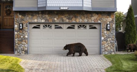 Letters to the Editor: Ugly California loss of life is a tragedy, nevertheless it does not justify extra bear searching
