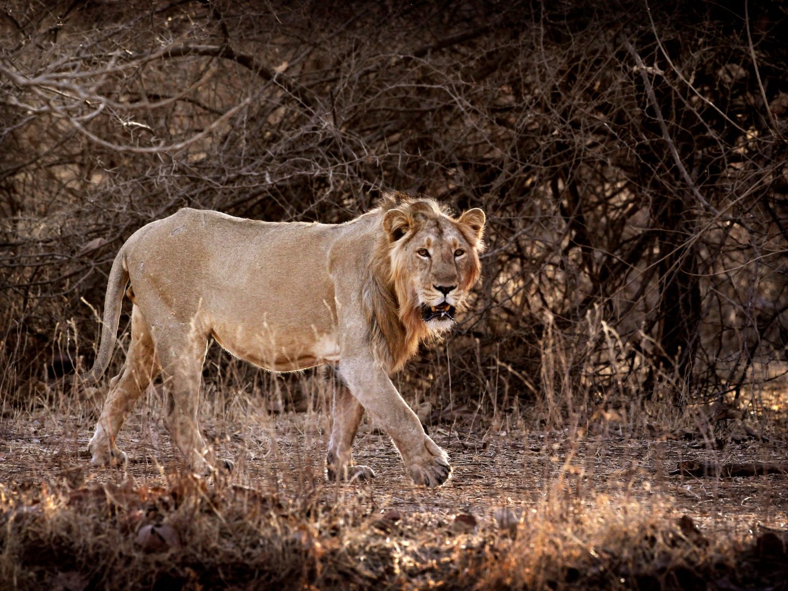 India’s lion numbers soar: Why are some conservationists apprehensive? | Wildlife Information