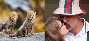 Taylor Swift & Travis Kelce Discover Love In The Wild As Cheetah Cubs