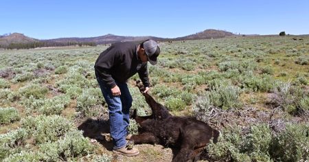 Readers divided over California’s difficult wolf-rancher battle